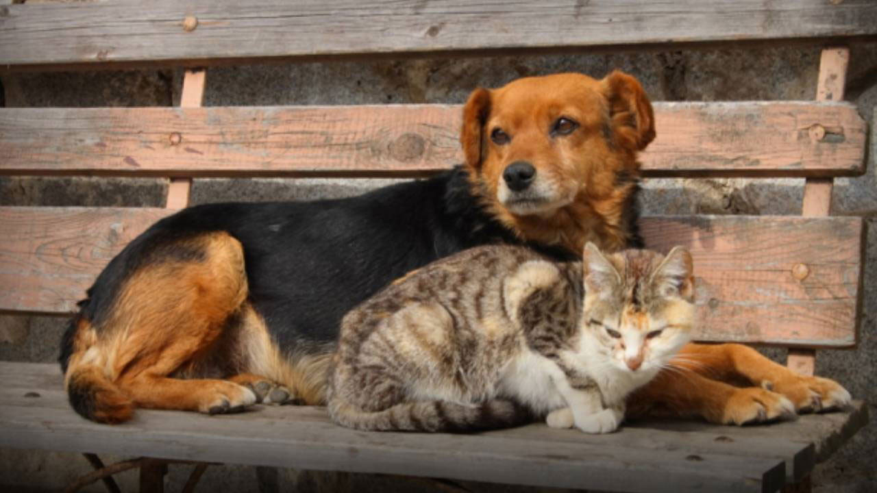 Edremit Belediyesi'nden can dostlar için yeni yaşam alanı