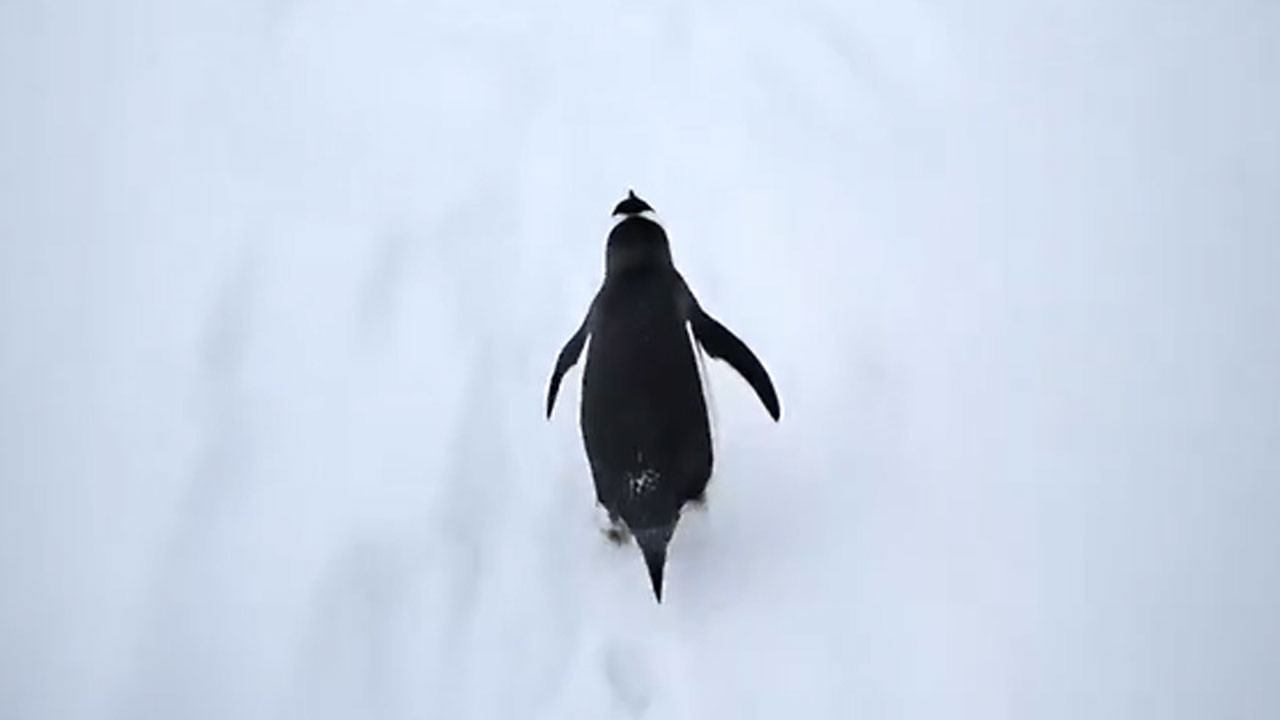 Saadet Partisi penguen akımına katıldı... Tek cümlelik mesaj verdi