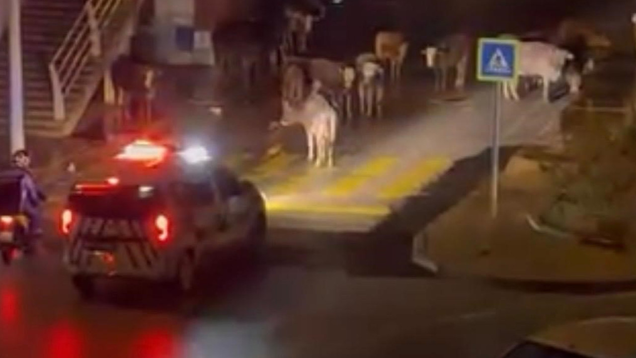 İzmir’de polisin 'inekler' anonsu gülümsetti