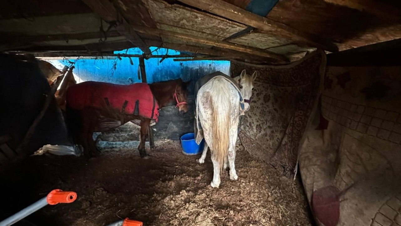 Otoyol kenarındaki kemiklerin sırrı çözüldü: At kesimi operasyonu