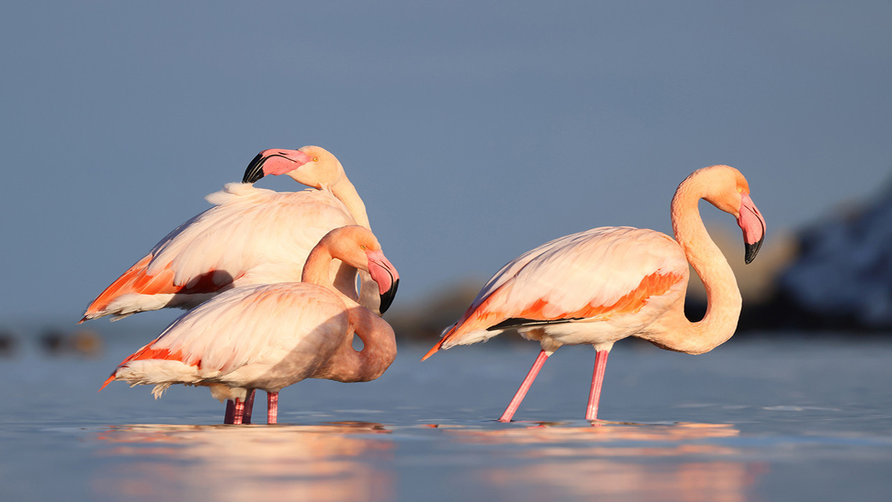 Pembe mucize Abana’da: Karadeniz’de 3 nadir misafir…