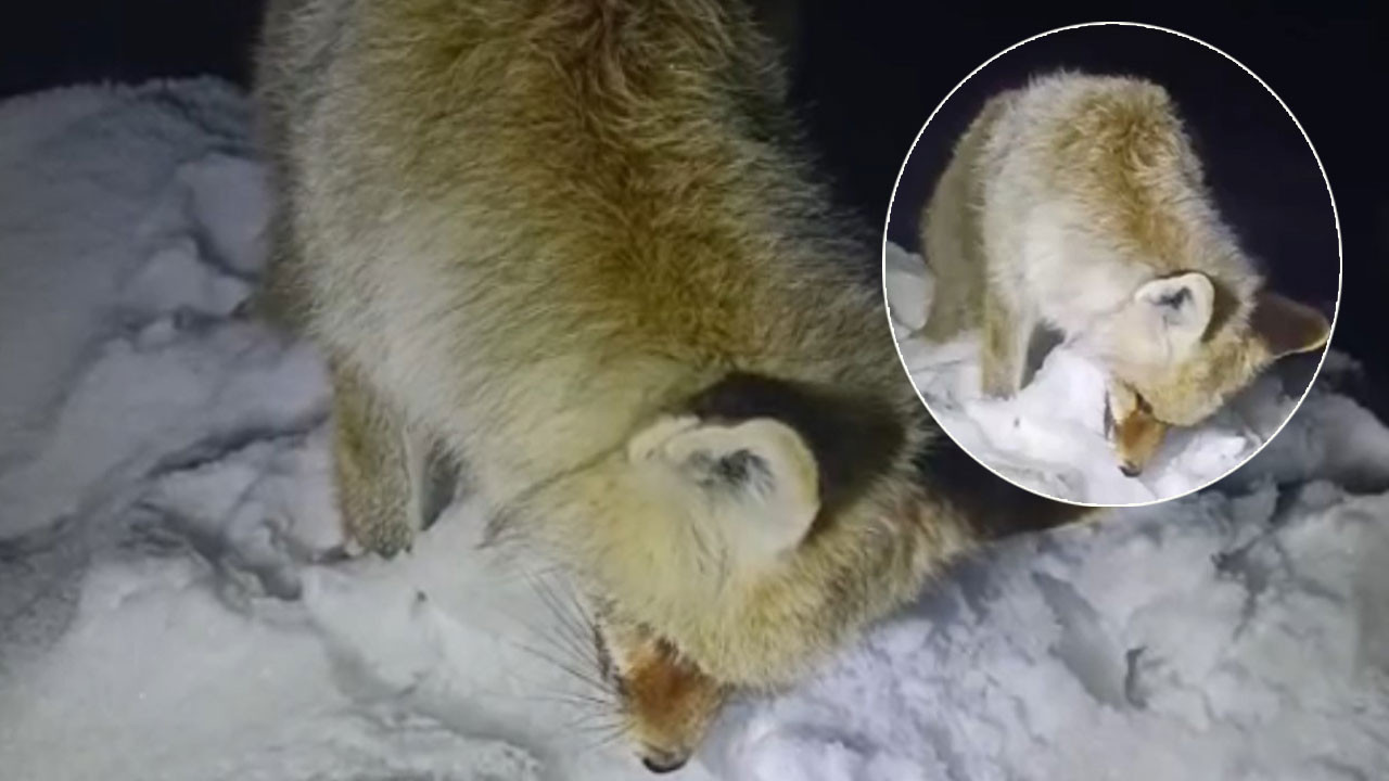 Sibirya soğukları Hakkari’yi esir aldı: Tilki yiyecek ararken ayakta dondu