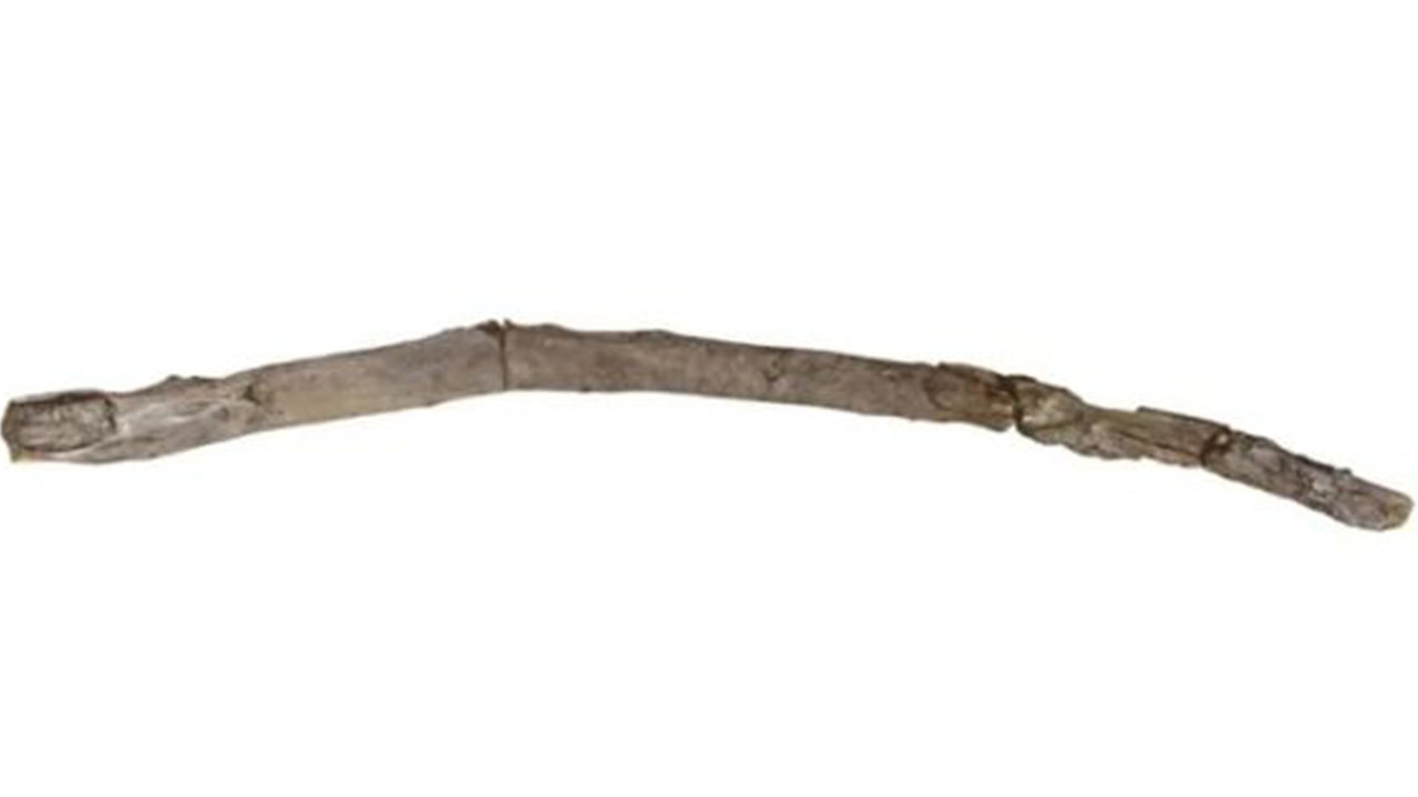 Yunanistan’da 430 bin yıl öncesine ait ahşap değnek keşfedildi