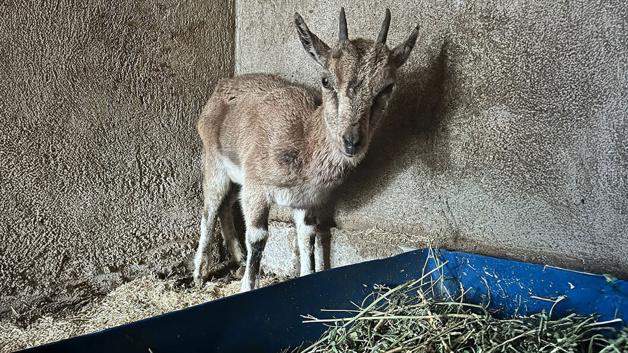 Beslenmeden dolayı bitkin düşen yaban keçisi tedavi altına alındı