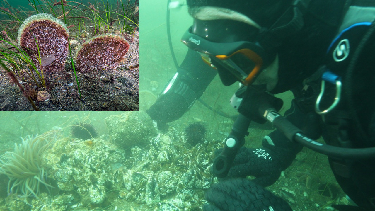 Başkan Büyükakın daldı, gördü ve müjdeyi verdi: İzmit Körfezi canlanıyor