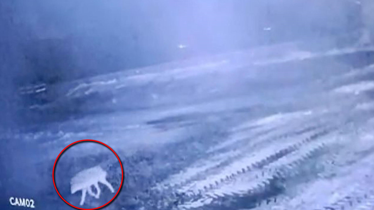 “Kurt sisli havayı sever” gerçek oldu: Ağılda 200 hayvanı katletti