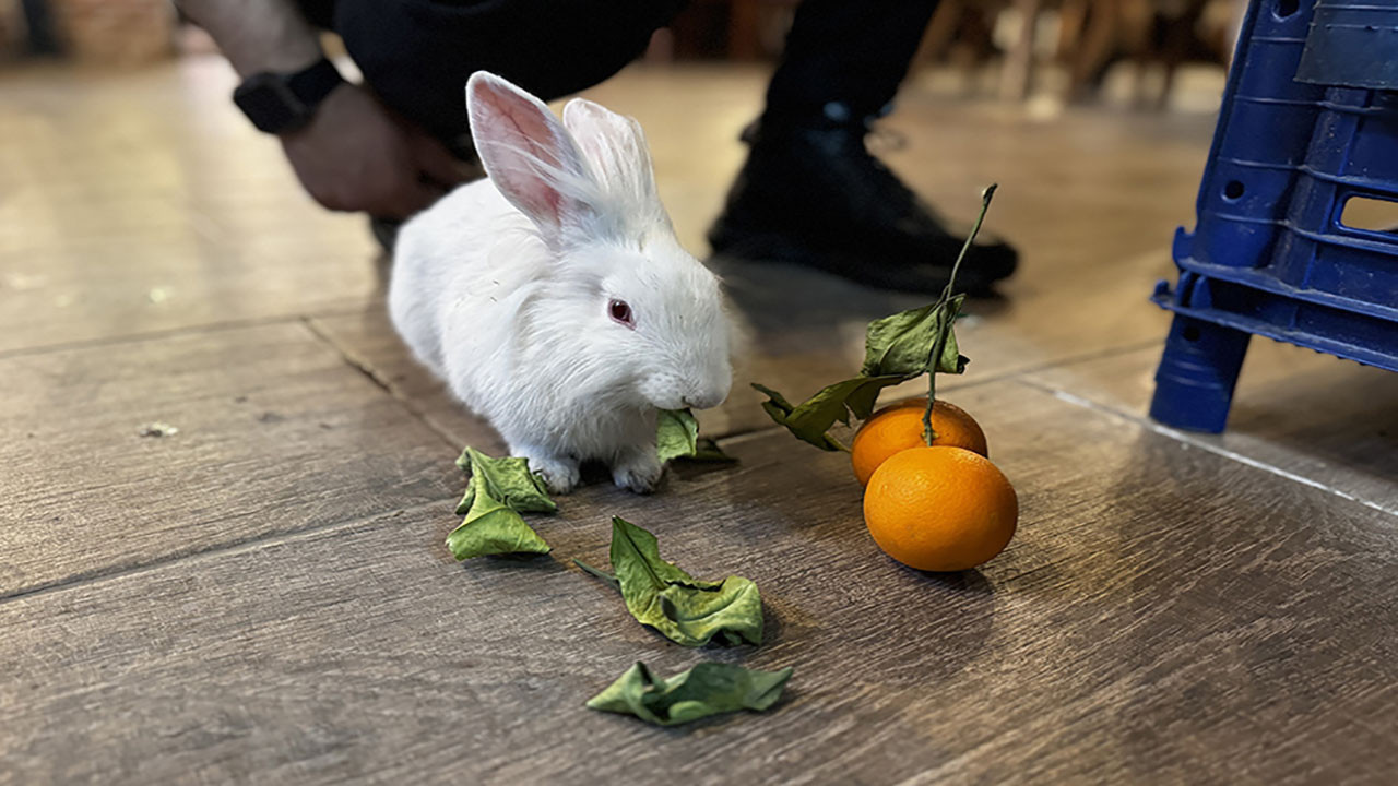 Kediden kurtarılan yavru ‘Tombiş’ kafenin yıldızı oldu