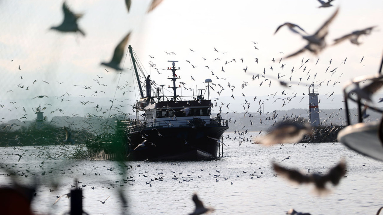 Martılar balıkçıların peşini bırakmıyor: İğneada’da martı şöleni...