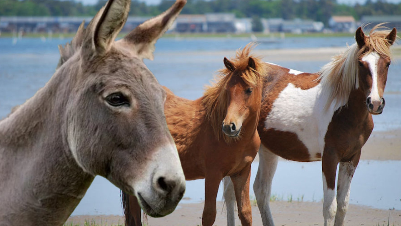 Belçika’da hayvana kötü muameleye sert ceza