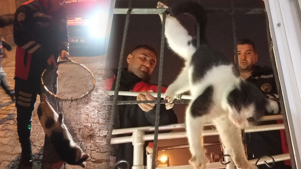 Damdan düştü, demirlere takıldı: Kedi için itfaiye seferber oldu