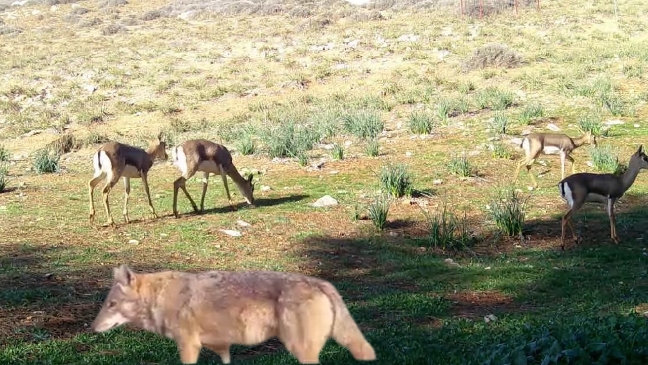Yaban hayatı mucizesi: Ceylan, sırtlan ve kurt aynı karede