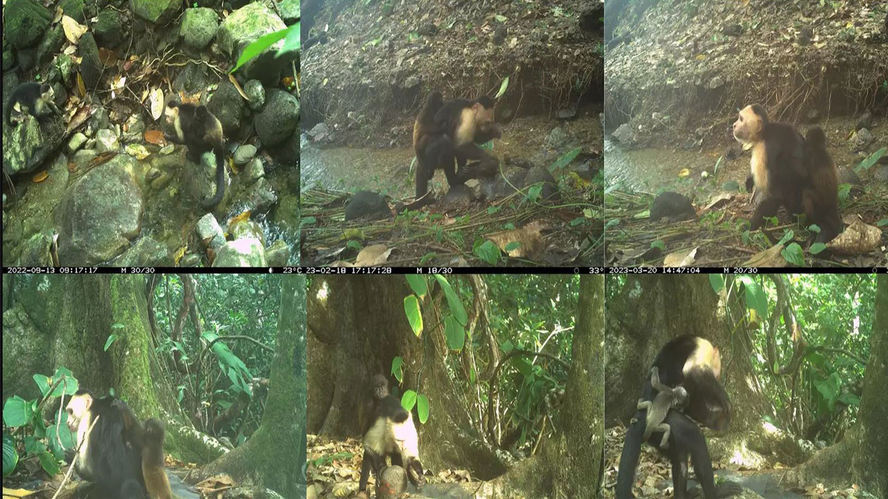 Bilim dünyasını şaşkına çeviren ‘maymun’ olayı