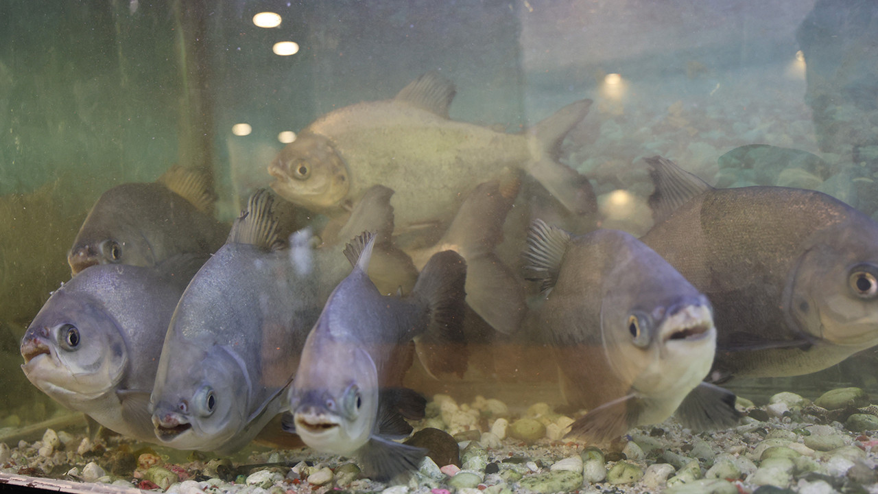 Diyarbakır’da şaşırtan lokanta: Piranalar günde 2-3 porsiyon kelle paça ile besleniyor