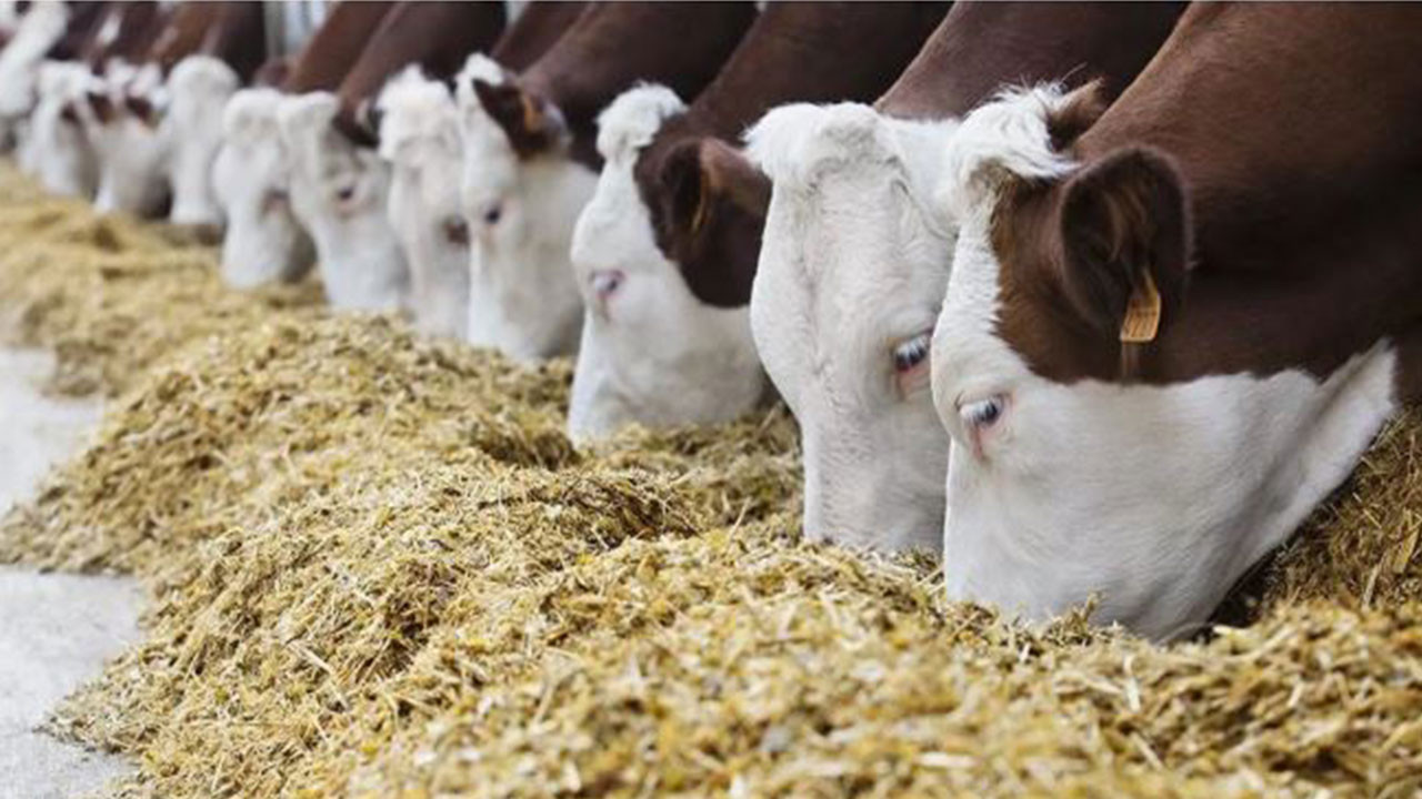 Yem fiyatlarına büyük zam: Ekstra KDV alınacak