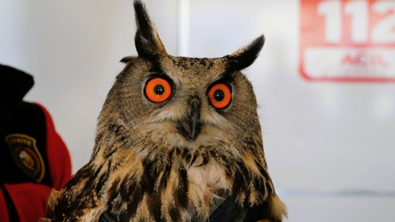 Çorum'da yaralı bulunan puhu tedavi altına alındı