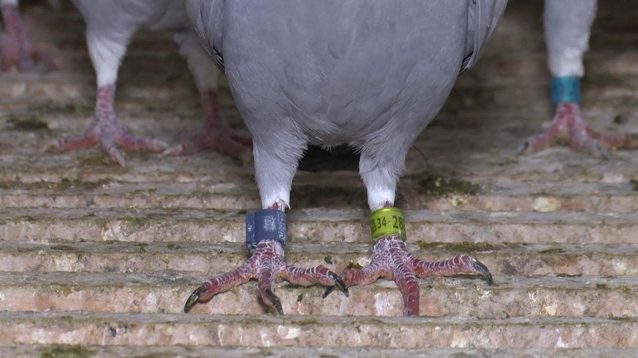 Paha biçilemiyor: Bulana getirene servet değerinde ödül: Belçika’dan damızlık için getirmiş