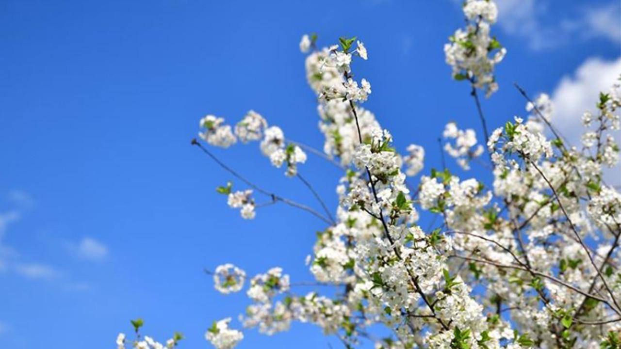 İlk cemre ne zaman düşecek? 2026 bahar müjdesi