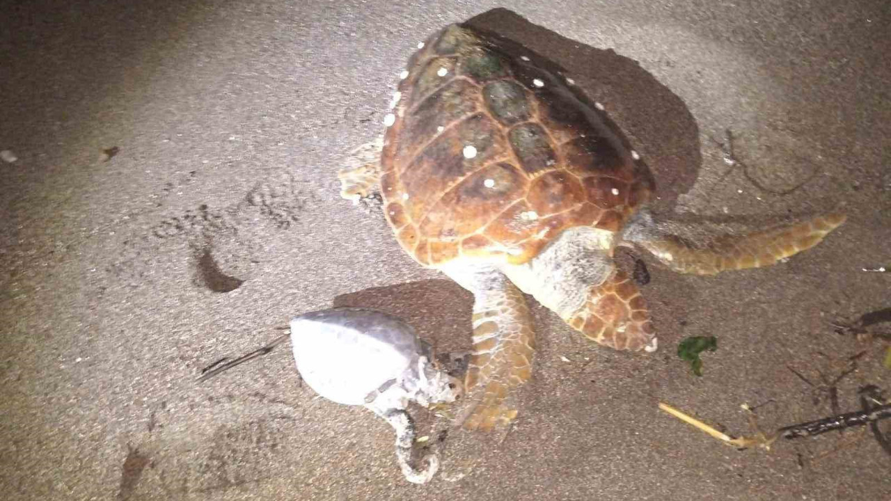 Marmaris’te 2 caretta caretta kıyıya vurdu