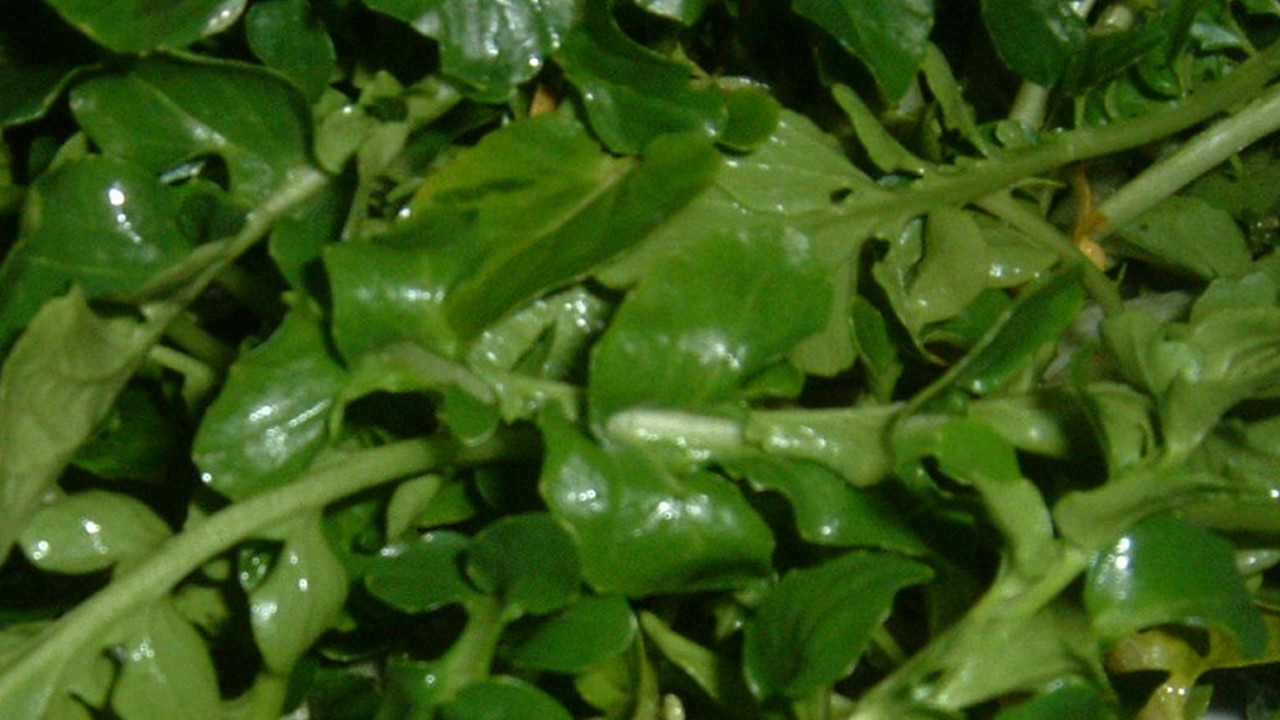 Süper gıdaların şahı belli oldu