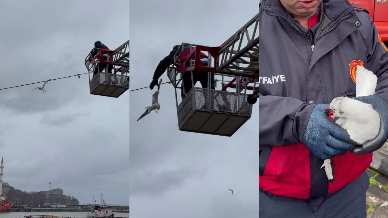 Kanadını tele kaptıran martıyı itfaiye ekipleri kurtardı