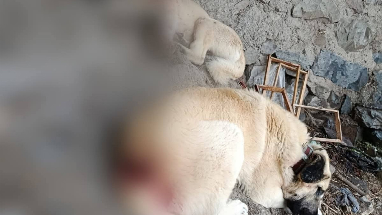 Yağmurlar Köyü Muhtarının köpeklerini baltayla yaraladılar