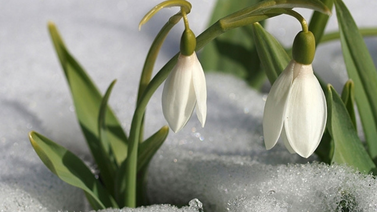 Bu çiçeği sakın koparmayın: Cezası 699 bin 245 TL