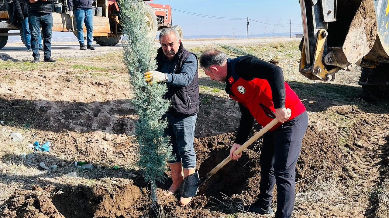 Başkan Bayraktar’dan kalıcı çevre hamlesi: Yeşilova–Aksaray yoluna 200 mavi selvi dikildi