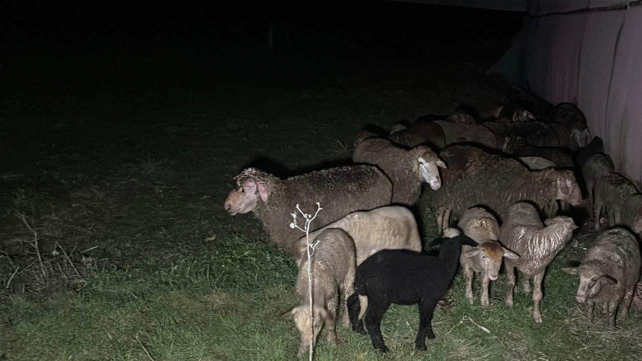 Çiftlik yangın çıktı: 60 küçükbaş öldü