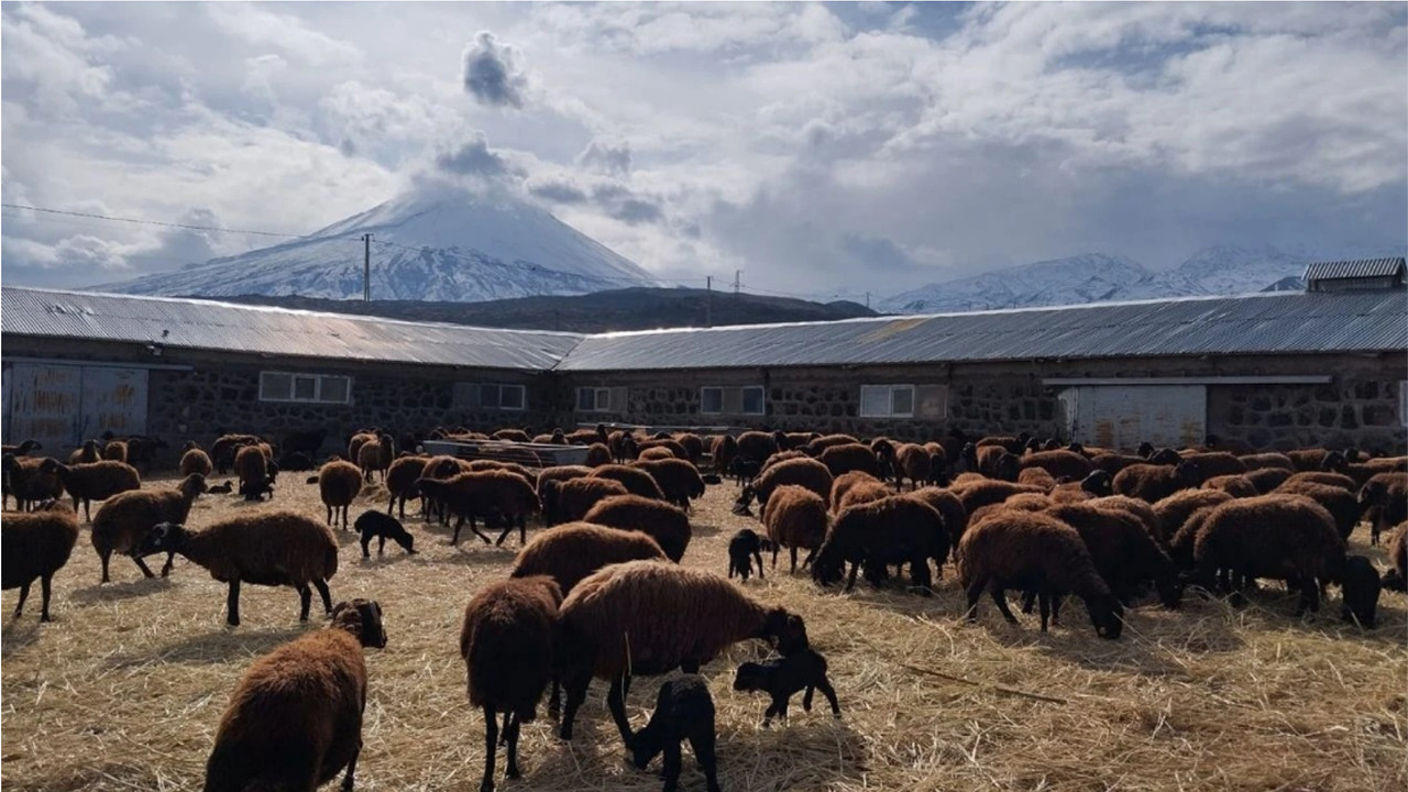Iğdır hayvancılıkta bölgenin parlayan yıldızı