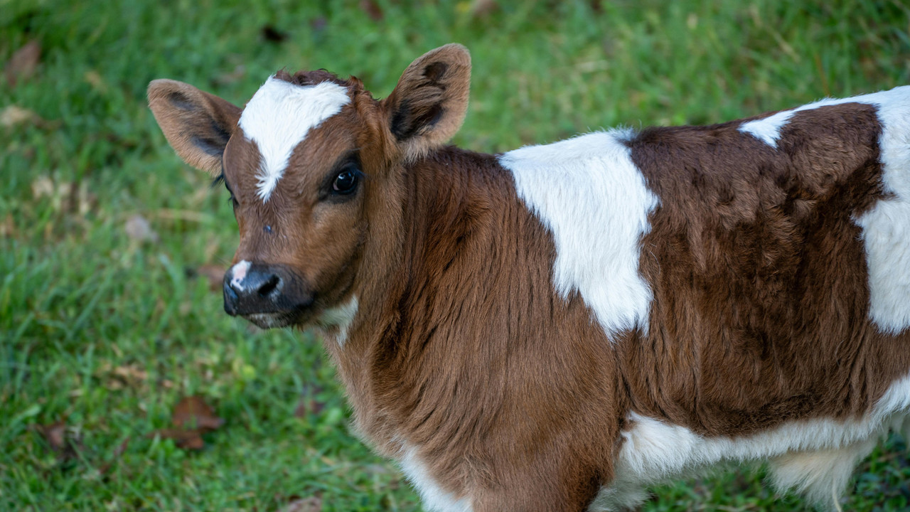 Aydın'da buzağı hırsızları yakalandı