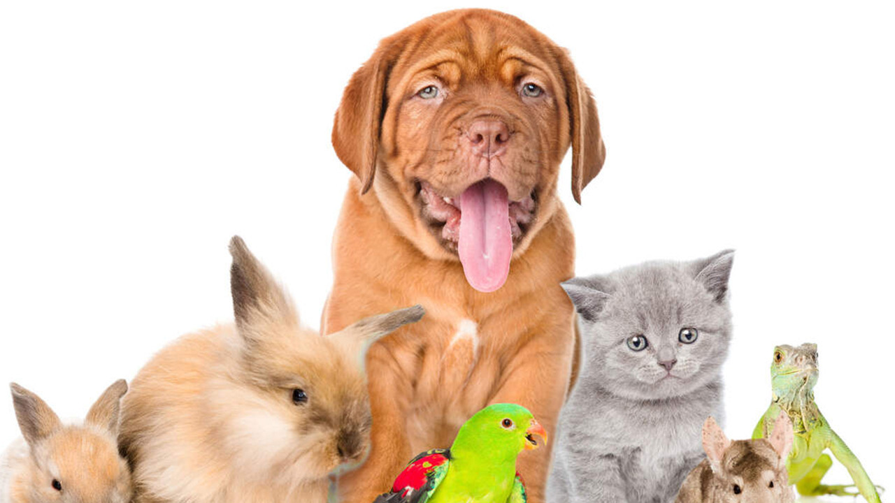 Müzik hayvanları sakinleştirir mi? Hangi müzik türü hayvanları sakinleştirir?