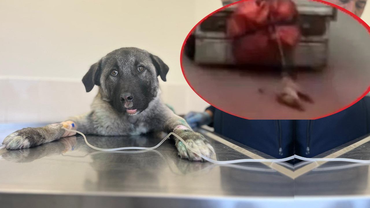 Ankara'da insanlık dışı görüntü: Köpeği kamyonetin arkasına bağlayıp metrelerce sürükledi