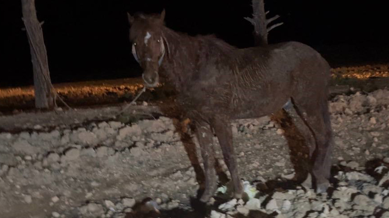 Ceylanpınar’da otomobil, at arabasına çarptı: 2 yaralı