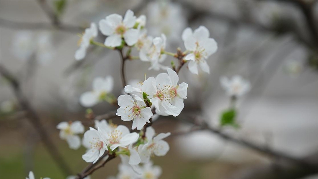 Serada beyaz mucize: Mersin'de erikler çiçek açtı