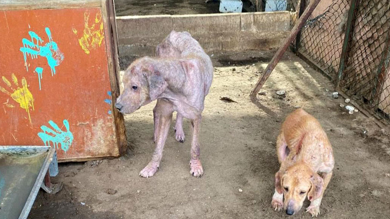 Hayvanlar ölüme mi terk edildi? Barınaktaki o görüntülere soruşturma başlatıldı