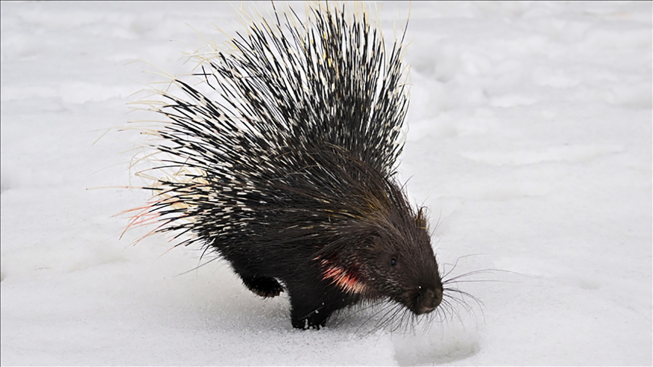 Doğanın dikenli nadir misafiri tedavi altında: Ok fırlatmadığı ortaya çıktı… Yüksekova’da yaralı bulunmuştu…