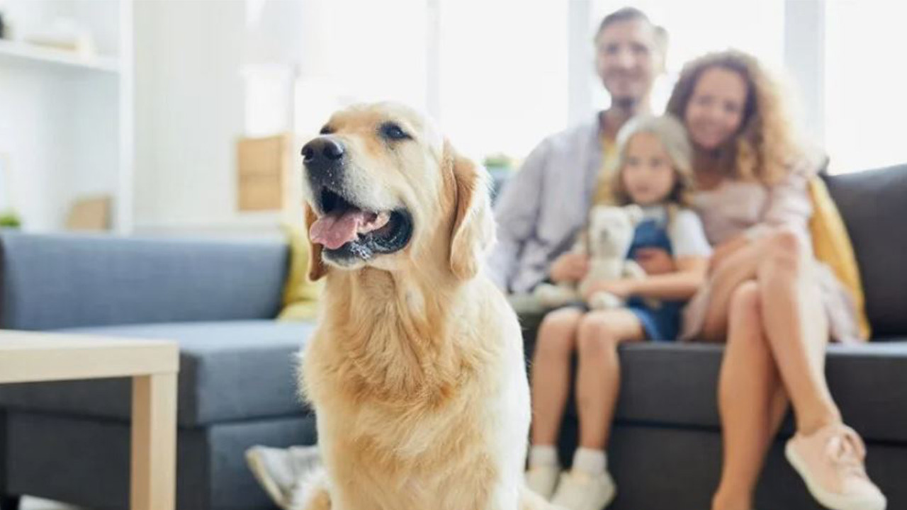 Bob Coveiro yasası: Brezilya’da evcil hayvanlar sahipleriyle gömülebilecek
