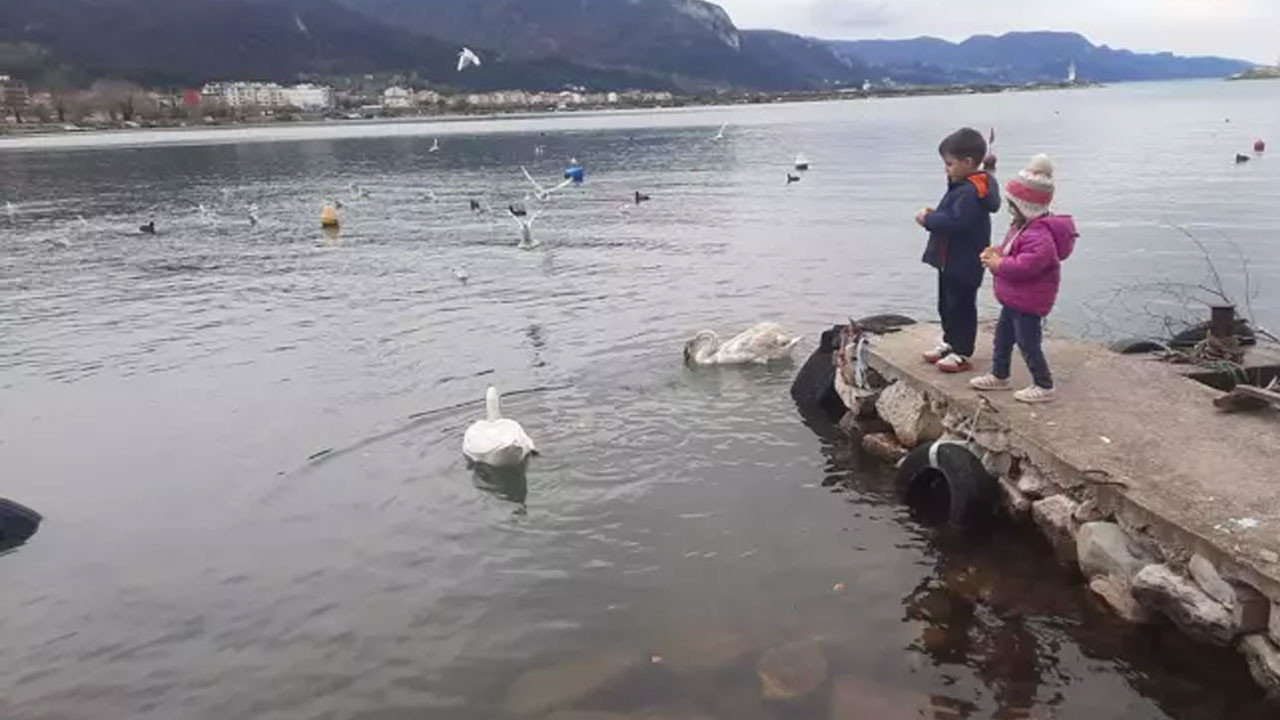 Cide sahilini mesken tutan kuğuları çocuklar elleriyle besledi