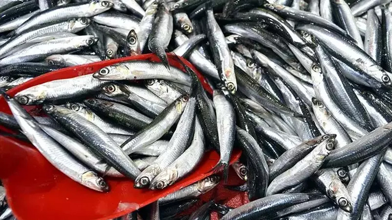 Hamsi fiyatı çakıldı…