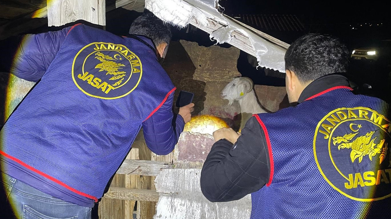 Oğlak öldü, hırsızların planı bozuldu! Jandarma 4 kişiyi gözaltına aldı