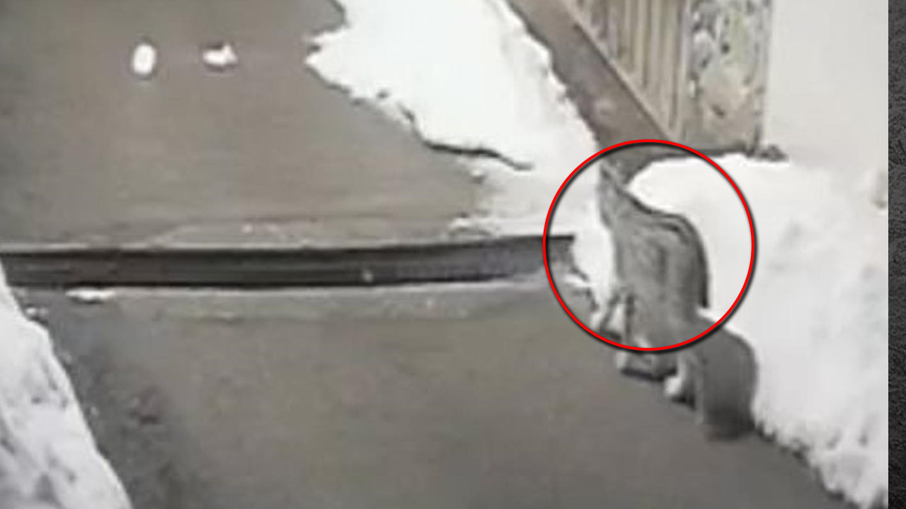 Koruma altında: Ormanın hayaleti köye indi: Av peşinde kameraya yakalandı