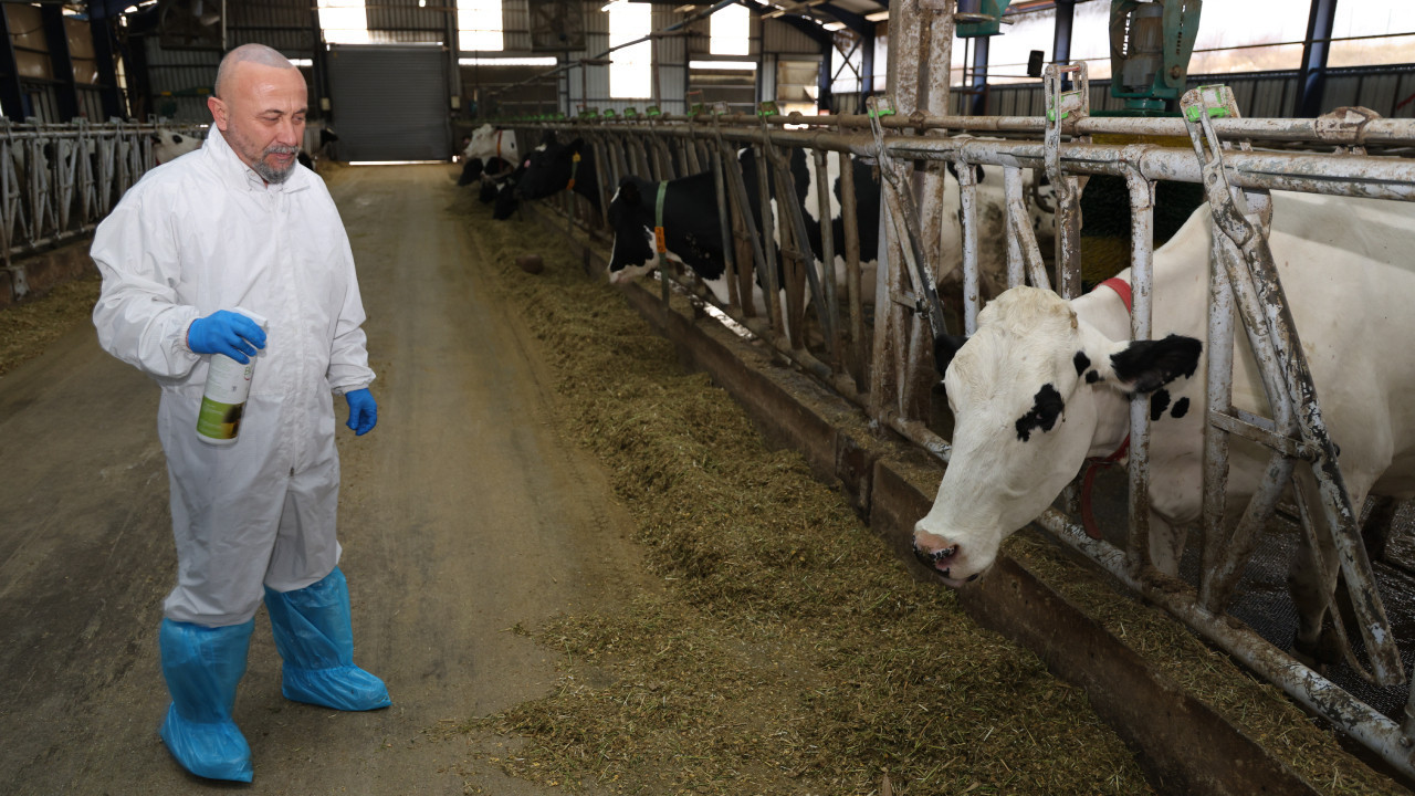 Şap hastalığında sevindiren gelişme