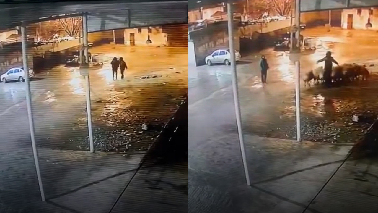 Gece ahıra girip 19 koyunu çaldılar: Olay anı saniye saniye görüntülendi