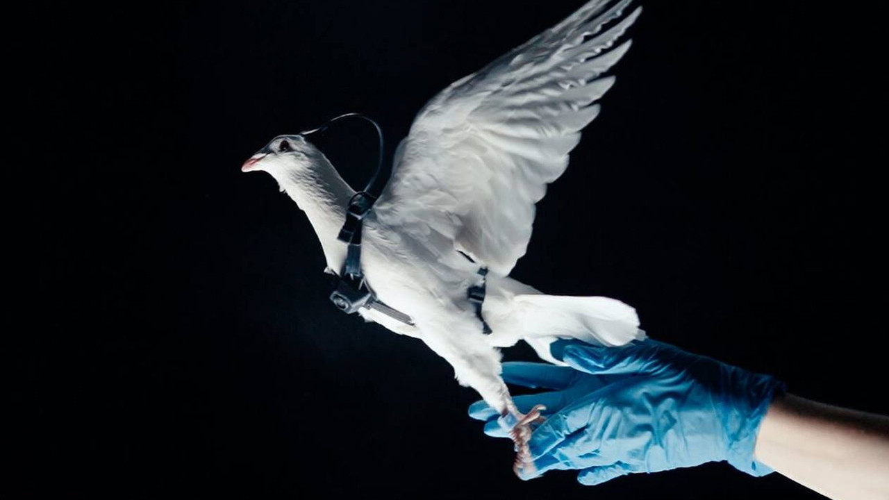 Rus şirketten akıl almaz çalışma: Güvercinleri ‘drone’ gibi kullanıyor