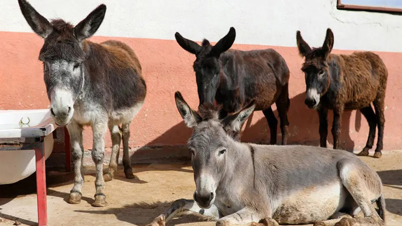 Tek tırnaklı hayvanların nesli tükeniyor: 20 yılda yüzde 81 kayıp