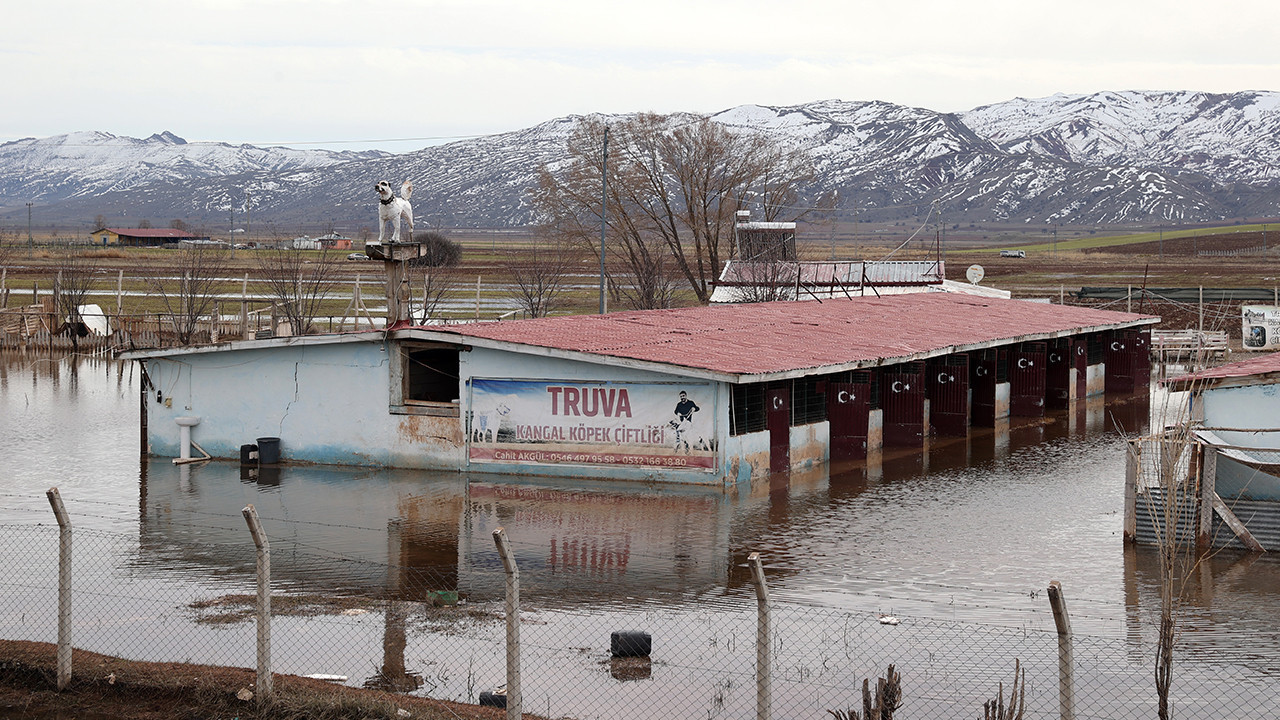Kangal köpeği çiftliği sular altında kaldı