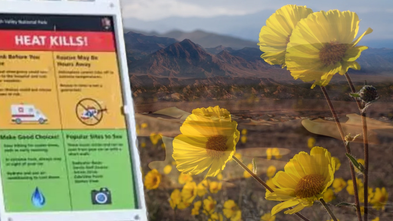 Dünyanın en kurak çölü Ölüm Vadisi çiçek bahçesine dönüştü