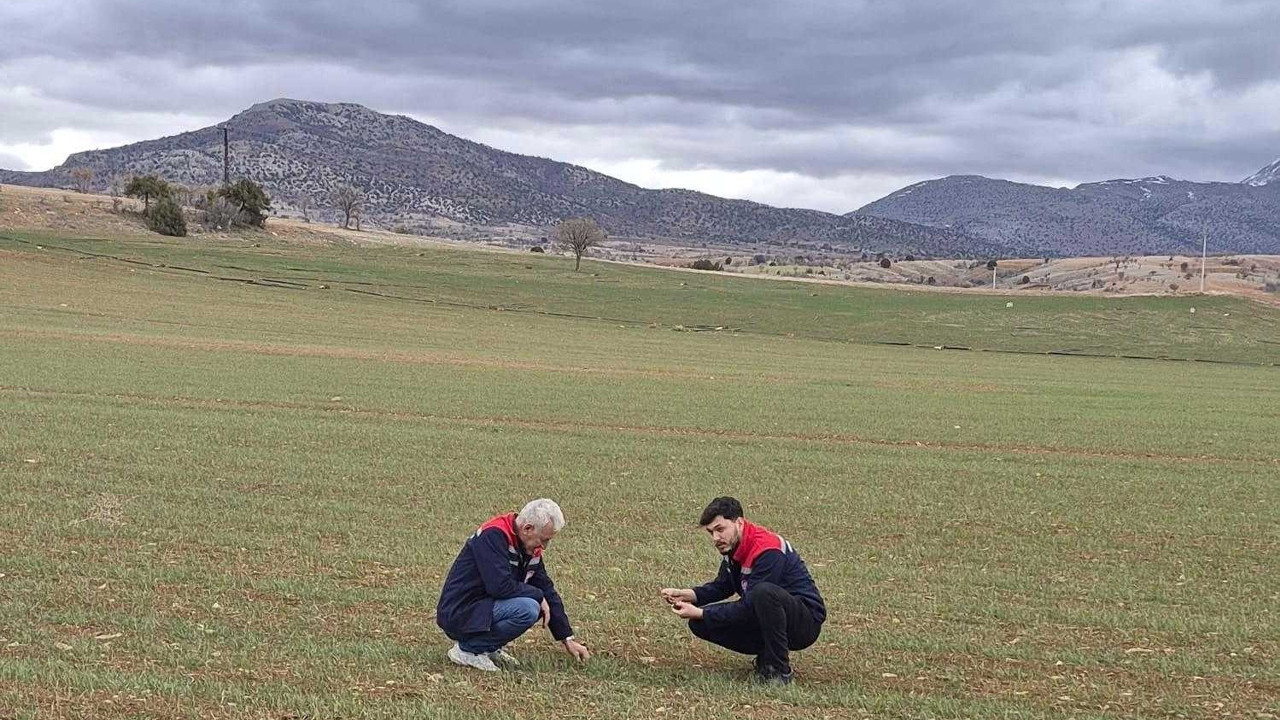 Konya Tarım Teşkilatı sahada: Yağışlarla hububatta yüzler gülüyor