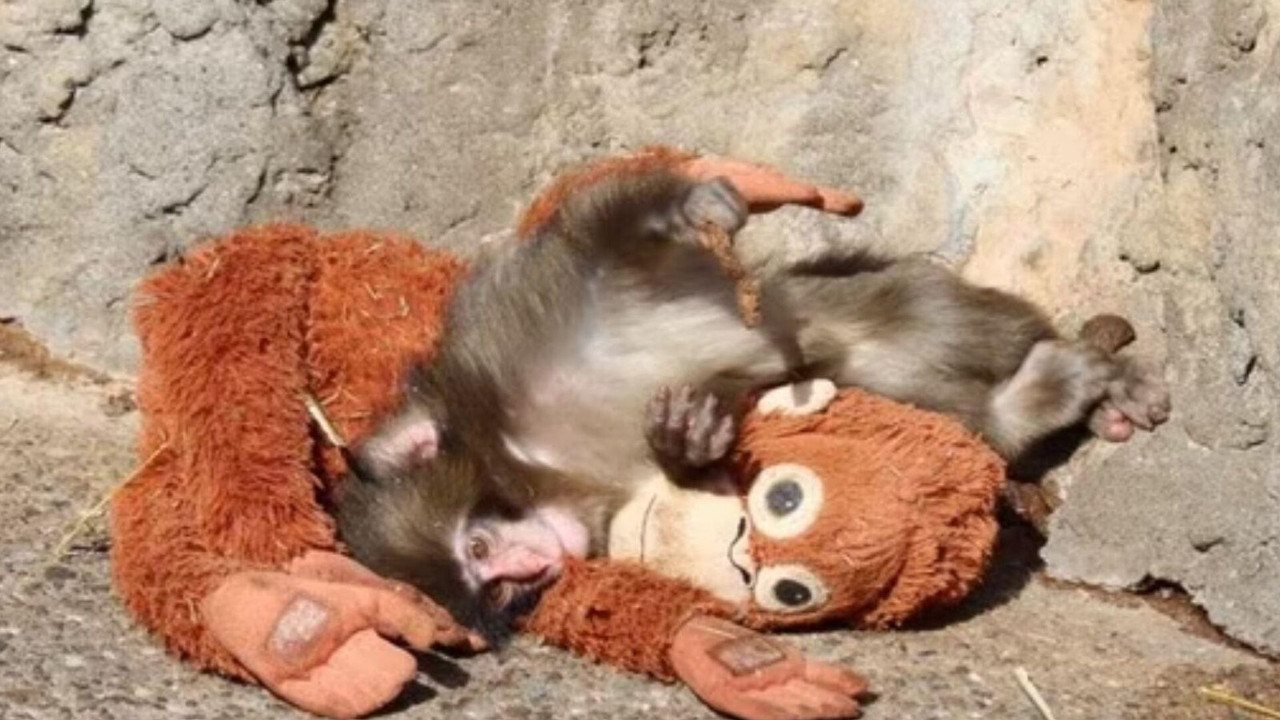 Sosyal medyada viral olan maymunun hikayesi: Kim bu Punch?