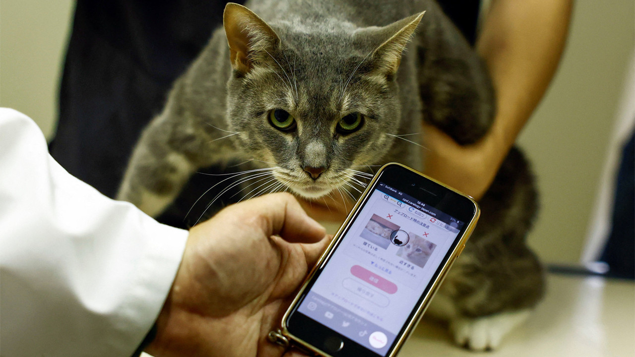 Tek fotoğrafla sağlık analizi: Kediler için yapay zekâ dönemi